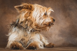 Yorkies!